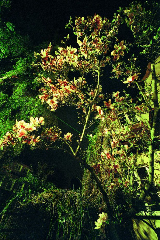 magnolie